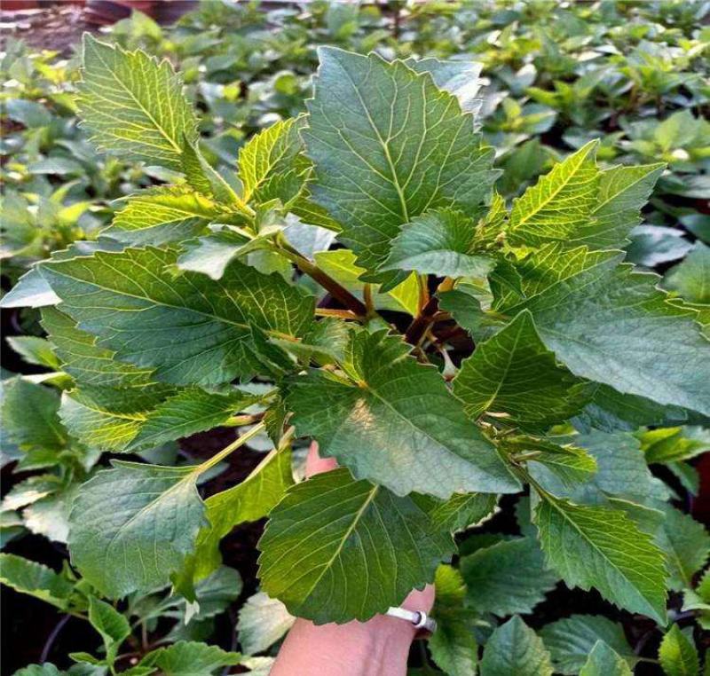 大丽花盆栽花卉带花苞发货花期长植物多年生花卉庭院