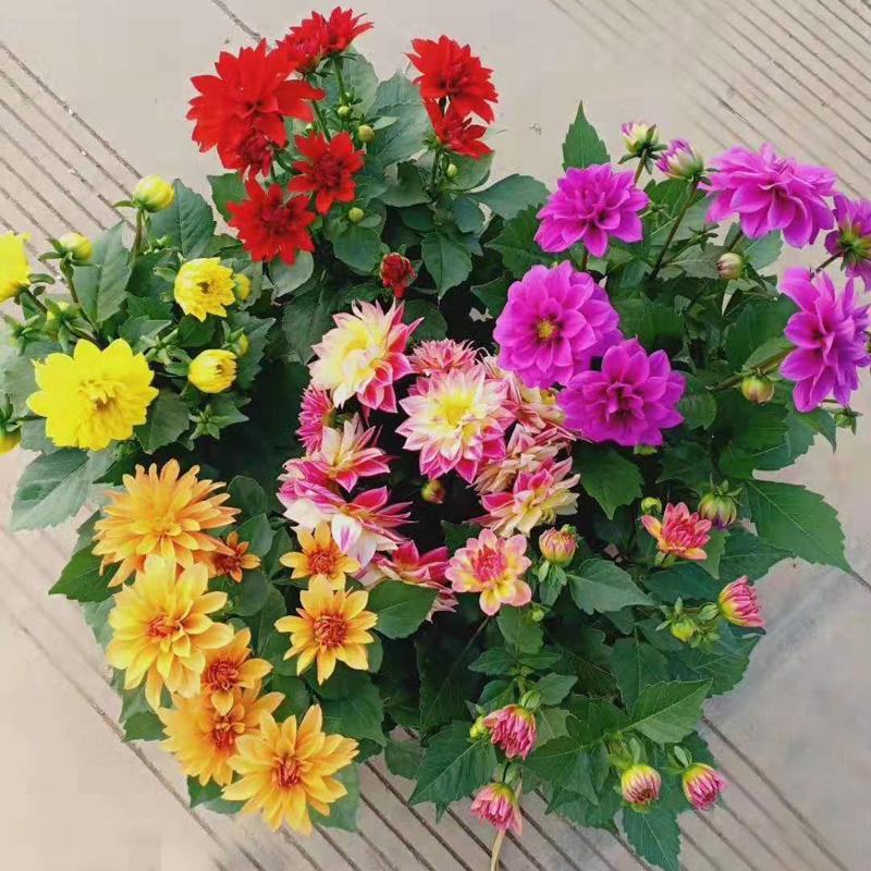 大丽花盆栽花卉带花苞发货花期长植物多年生花卉庭院