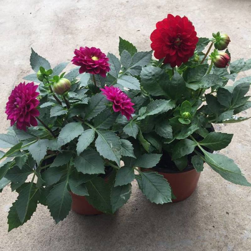 大丽花盆栽花卉带花苞发货花期长植物多年生花卉庭院