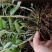 2022.5.1.铁皮石斛大苗正是种植季节1/3年上苗
