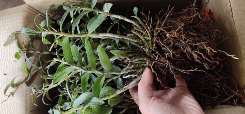 2022.5.1.铁皮石斛大苗正是种植季节1/3年上苗
