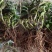 2022.5.1.铁皮石斛大苗正是种植季节1/3年上苗