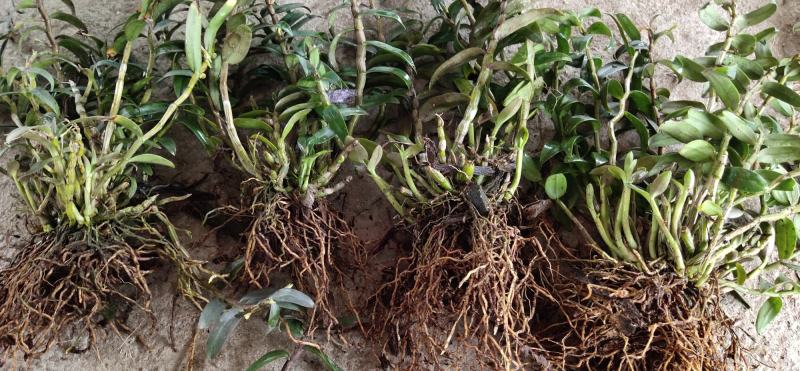 2022.5.1.铁皮石斛大苗正是种植季节1/3年上苗