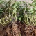 2022.5.1.铁皮石斛大苗正是种植季节1/3年上苗