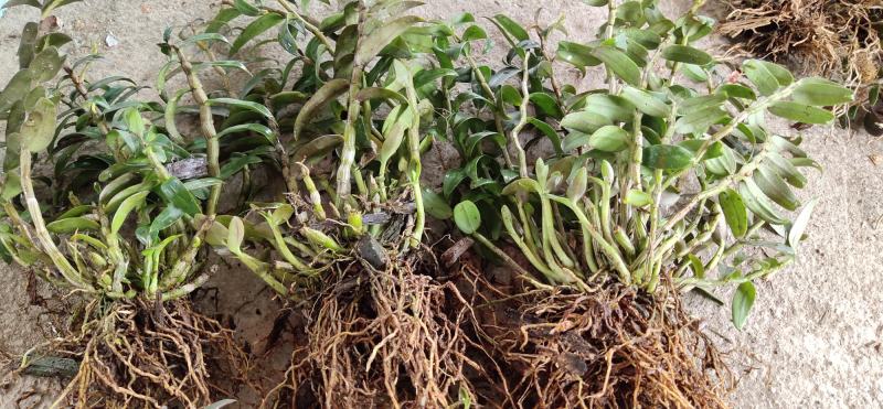 2022.5.1.铁皮石斛大苗正是种植季节1/3年上苗