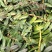 2022.5.1.铁皮石斛大苗正是种植季节1/3年上苗
