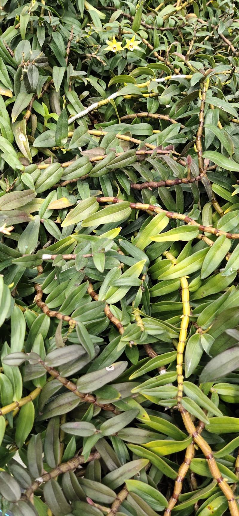 2022.5.1.铁皮石斛大苗正是种植季节1/3年上苗