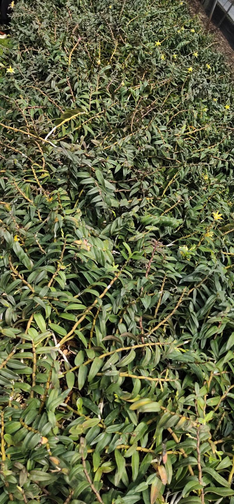 2022.5.1.铁皮石斛大苗正是种植季节1/3年上苗