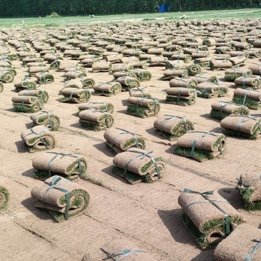 四季青草坪基地直销无中介量大优惠适合别墅庭院铺设