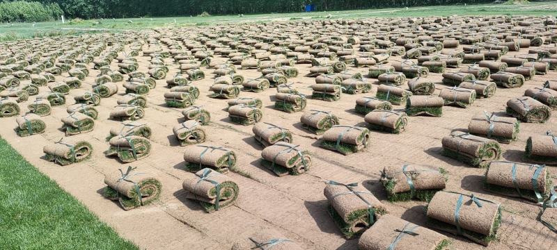 四季青草坪基地直销无中介量大优惠适合别墅庭院铺设