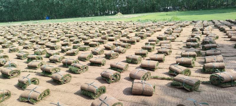 四季青草坪基地直销无中介量大优惠适合别墅庭院铺设