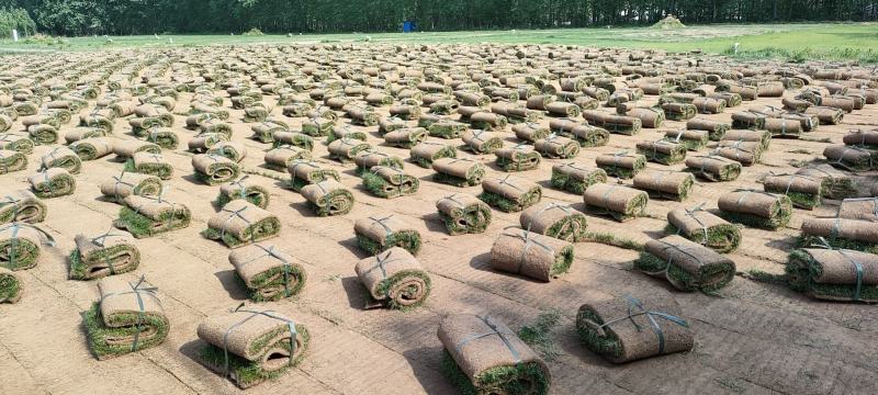 四季青草坪基地直销无中介量大优惠适合别墅庭院铺设