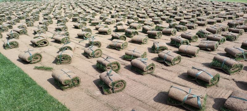 四季青草坪基地直销无中介量大优惠适合别墅庭院铺设