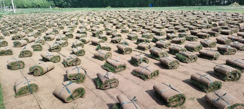 四季青草坪基地直销无中介量大优惠适合别墅庭院铺设