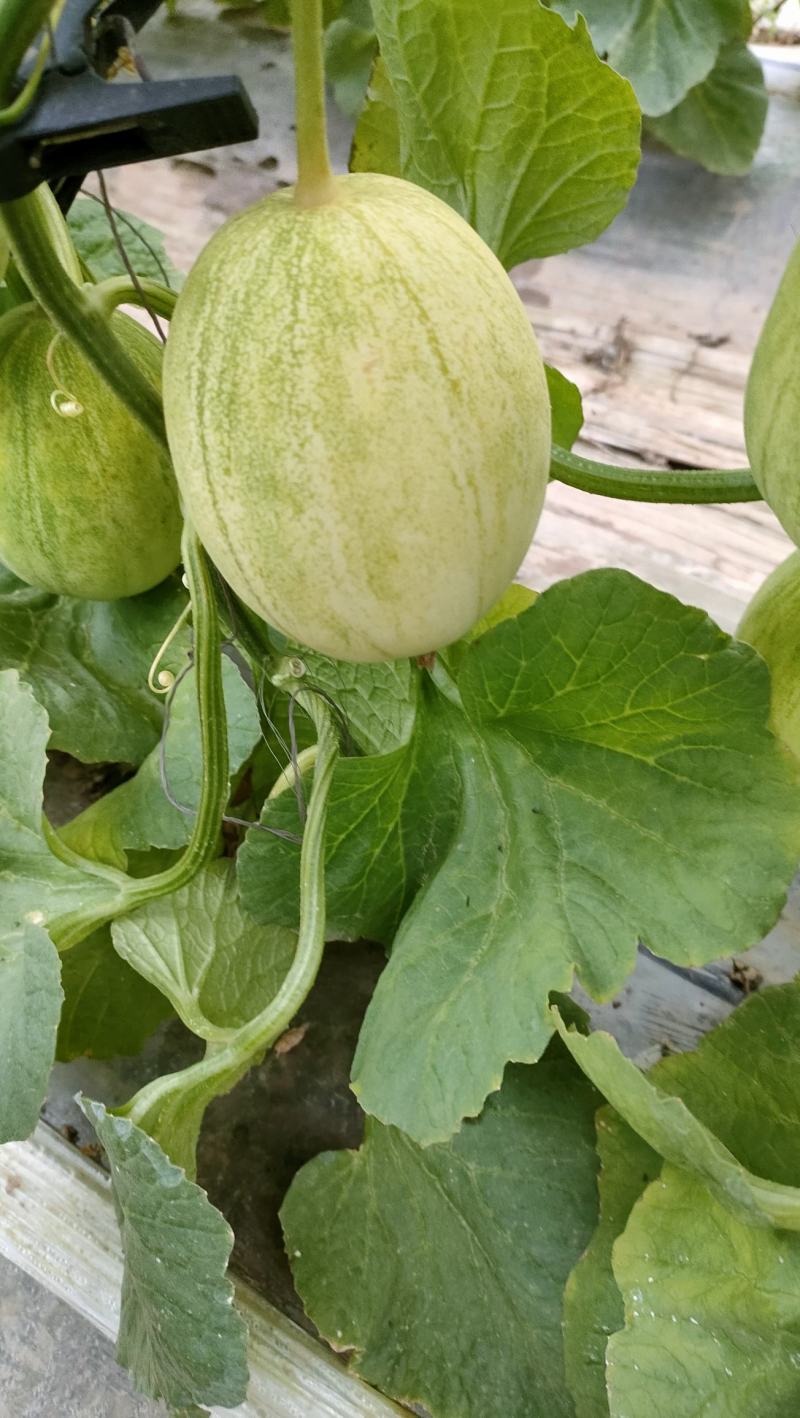 精密香瓜