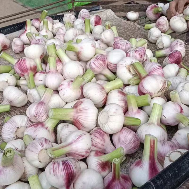 紫皮大蒜鲜蒜，，扒皮大蒜，个头均匀，价格低，质量保证，
