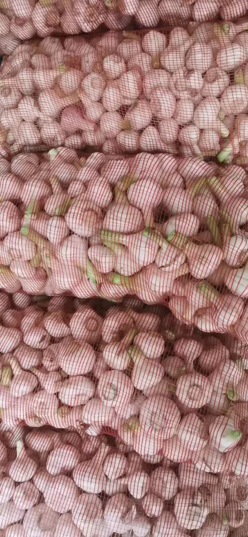 紫皮大蒜鲜蒜，，扒皮大蒜，个头均匀，价格低，质量保证，