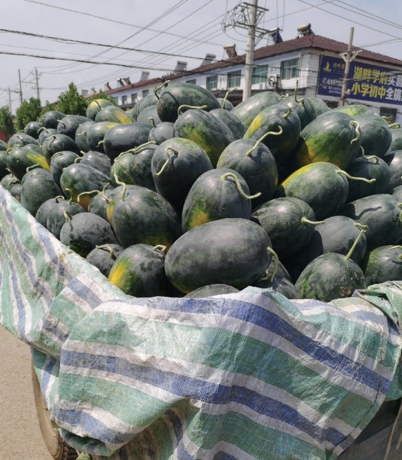 河南黑美人西瓜🍉产地一手质量保证电商优选量大价优