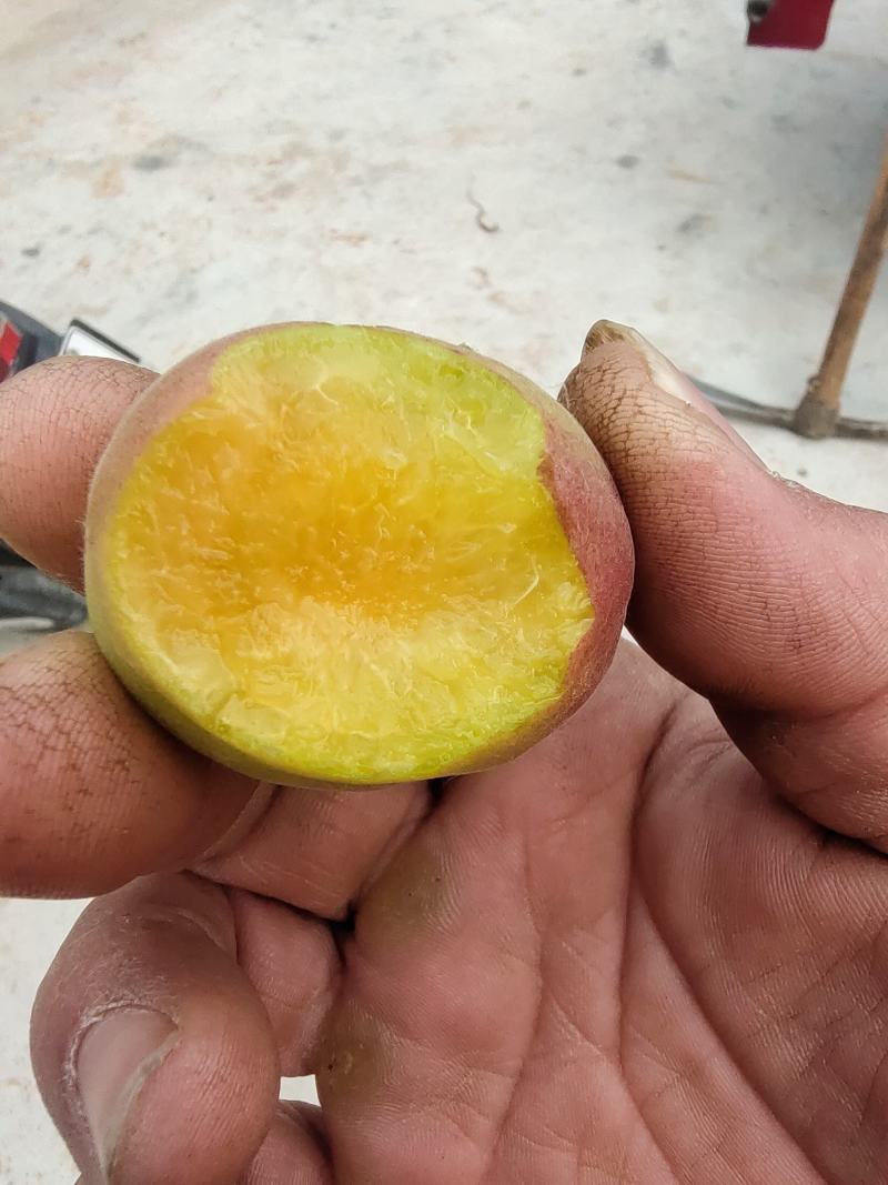 最早露天品种，红荷苞杏成熟？