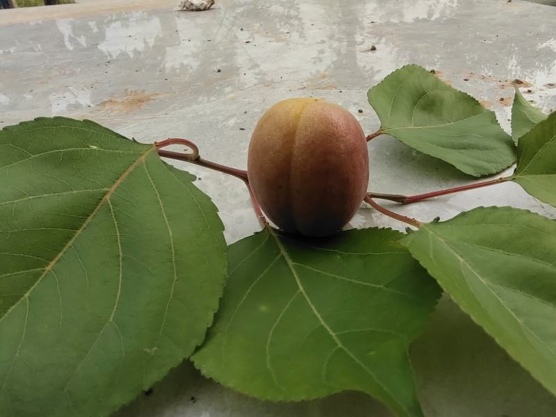 最早露天品种，红荷苞杏成熟？