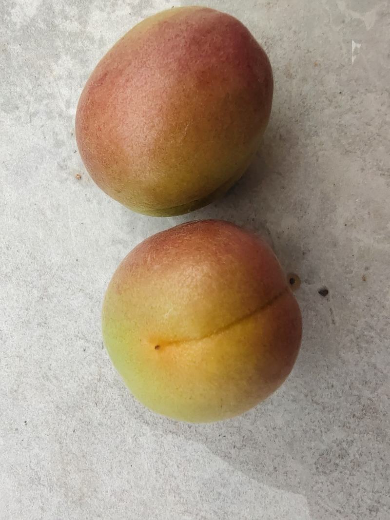 最早露天品种，红荷苞杏成熟？