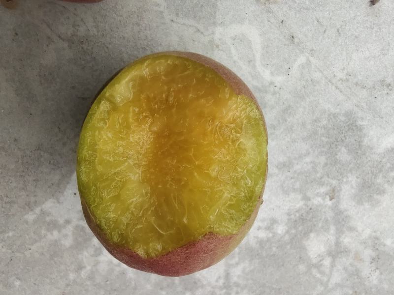 最早露天品种，红荷苞杏成熟？