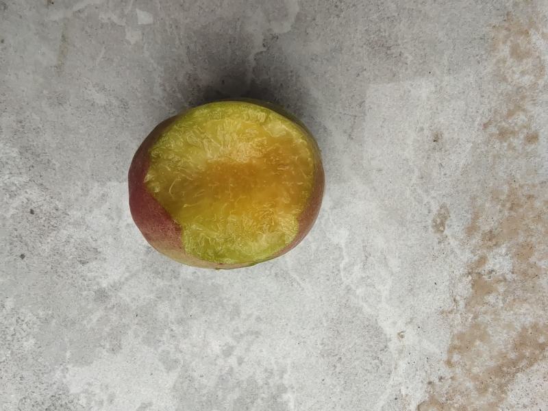 最早露天品种，红荷苞杏成熟？