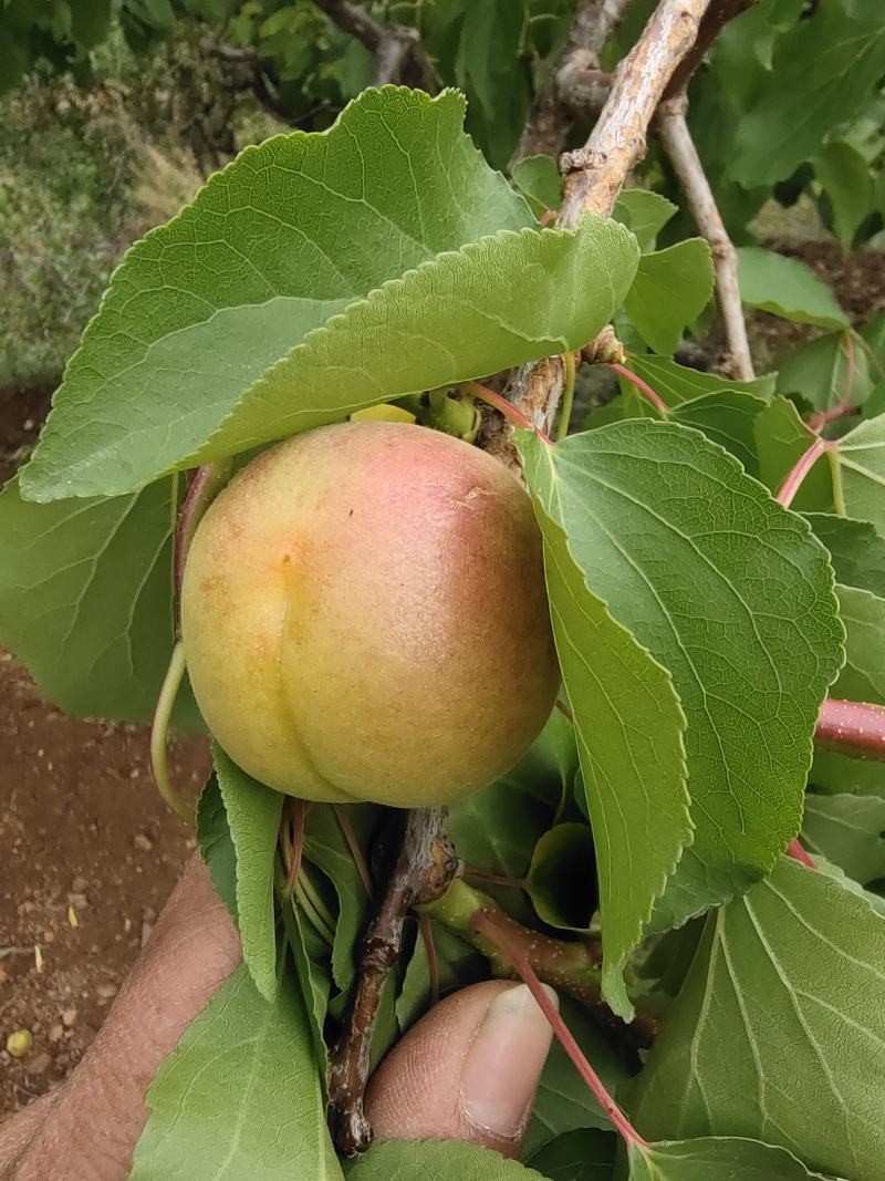 最早露天品种，红荷苞杏成熟？