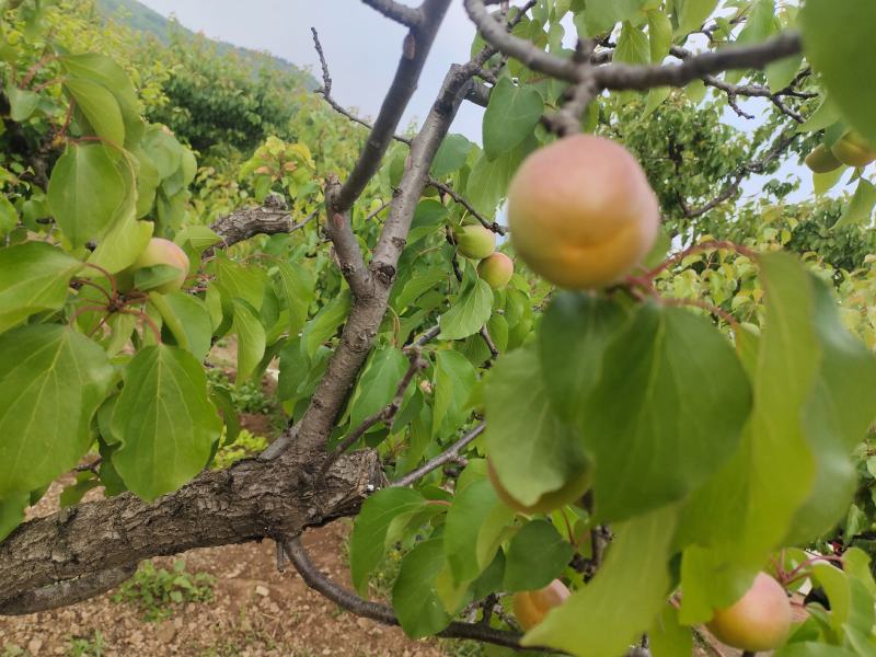 最早露天品种，红荷苞杏成熟？