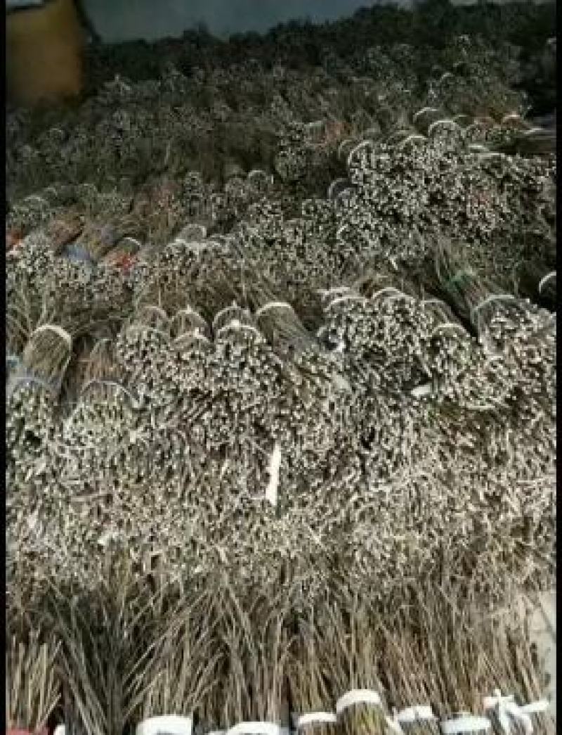 卵枝，金蝉卵枝，批发金蝉卵枝，金蝉卵枝基地，杨树卵枝