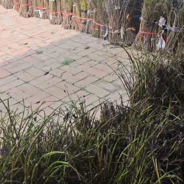 卵枝，金蝉卵枝，批发金蝉卵枝，金蝉卵枝基地，杨树卵枝