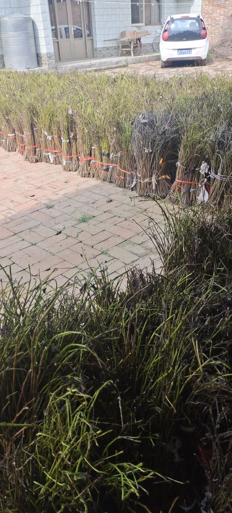 卵枝，金蝉卵枝，批发金蝉卵枝，金蝉卵枝基地，杨树卵枝