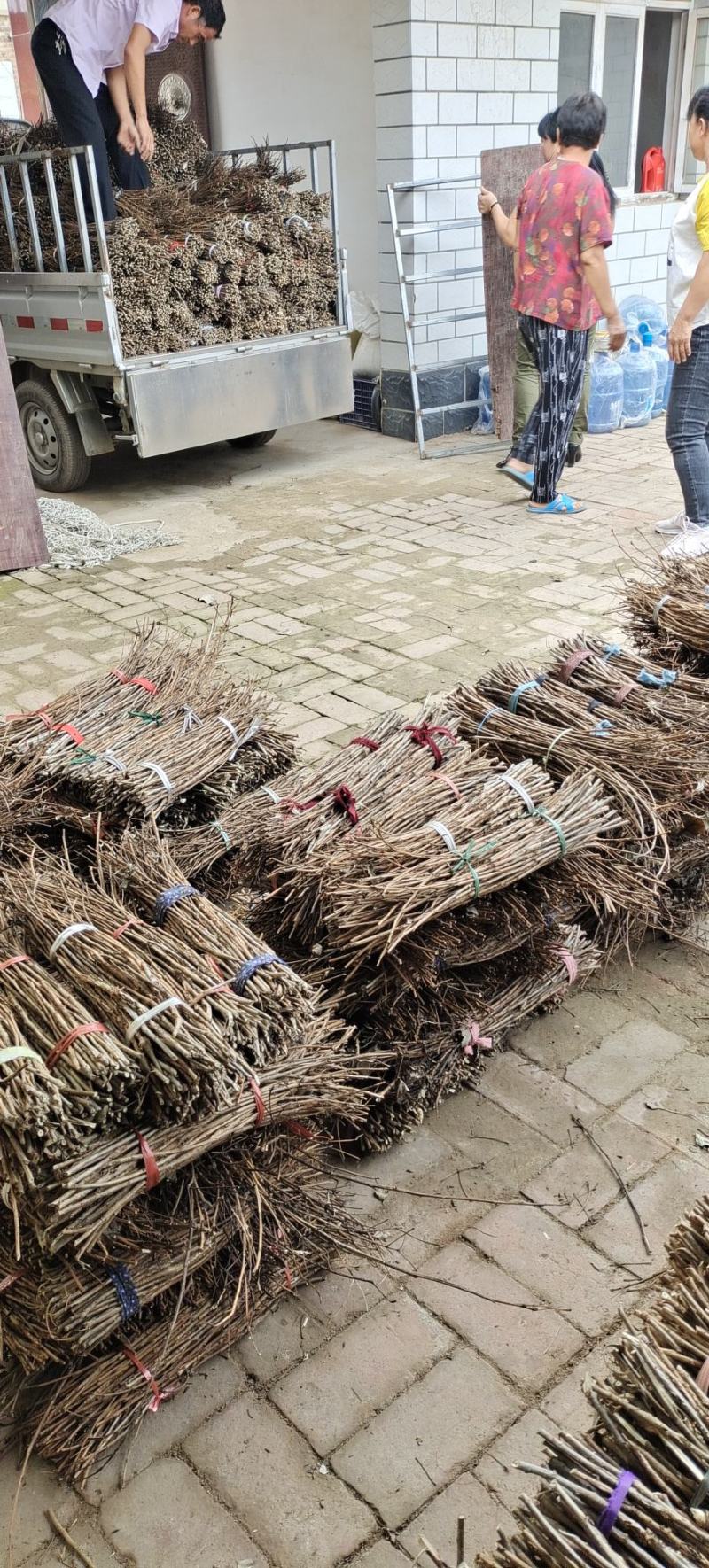 卵枝，金蝉卵枝，批发金蝉卵枝，金蝉卵枝基地，杨树卵枝
