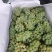 红河高山大棚水晶葡萄香甜糯，自家种植，量大从优，诚信经营