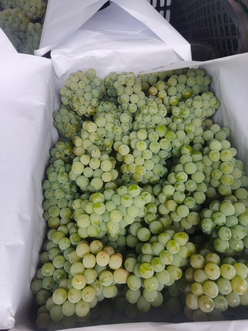 红河高山大棚水晶葡萄香甜糯，自家种植，量大从优，诚信经营