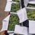 红河高山大棚水晶葡萄香甜糯，自家种植，量大从优，诚信经营