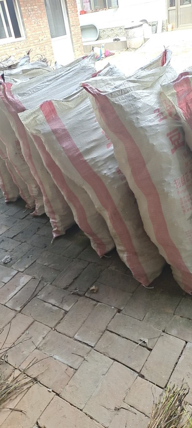 卵枝，金蝉卵枝，批发金蝉卵枝，金蝉卵枝基地，杨树卵枝