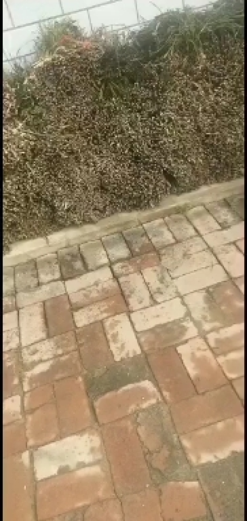卵枝，金蝉卵枝，批发金蝉卵枝，金蝉卵枝基地，杨树卵枝
