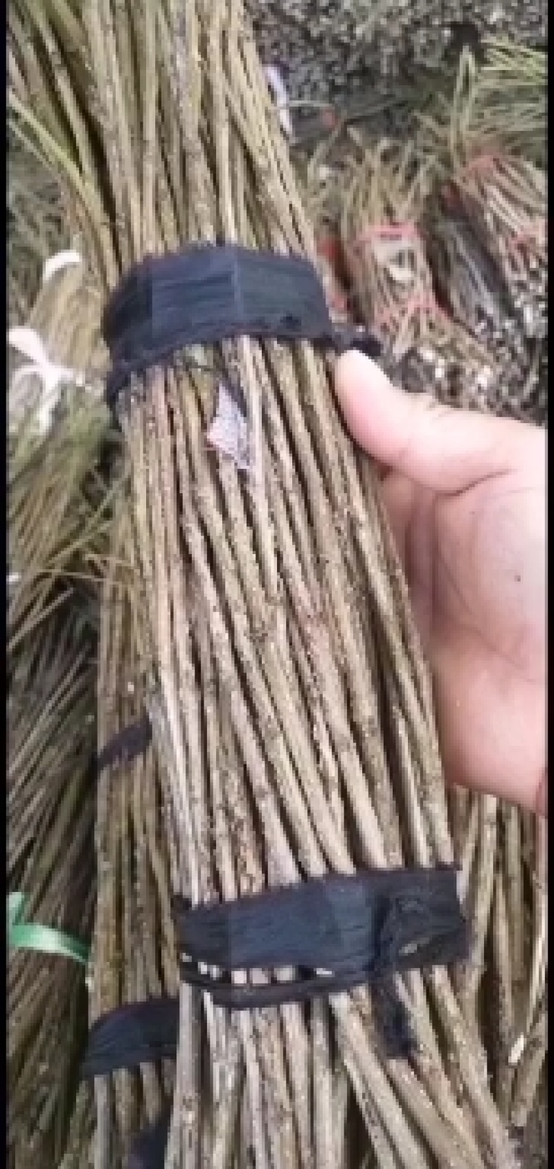 卵枝，金蝉卵枝，批发金蝉卵枝，金蝉卵枝基地，杨树卵枝