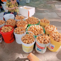 三凤允熙农场特早大红五星枇杷上市了（日出万斤）