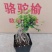 榆树造型绿植盆栽基地直销一件起发货靓造型美