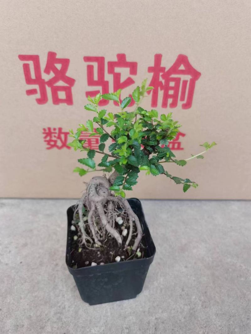 榆树造型绿植盆栽基地直销一件起发货靓造型美