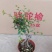 榆树造型绿植盆栽基地直销一件起发货靓造型美