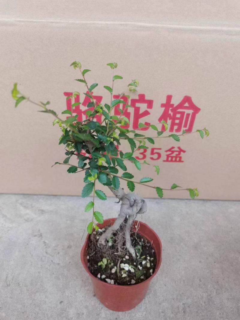 榆树造型绿植盆栽基地直销一件起发货靓造型美