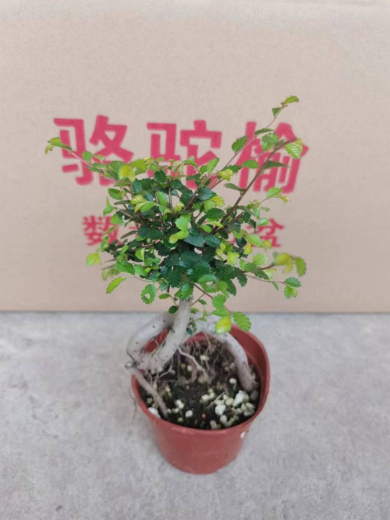 榆树造型绿植盆栽基地直销一件起发货靓造型美