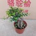 榆树造型绿植盆栽基地直销一件起发货靓造型美