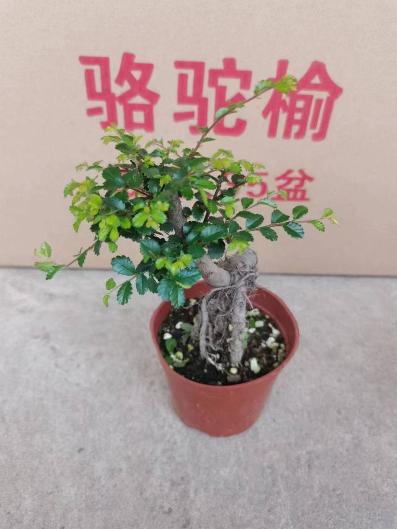 榆树造型绿植盆栽基地直销一件起发货靓造型美