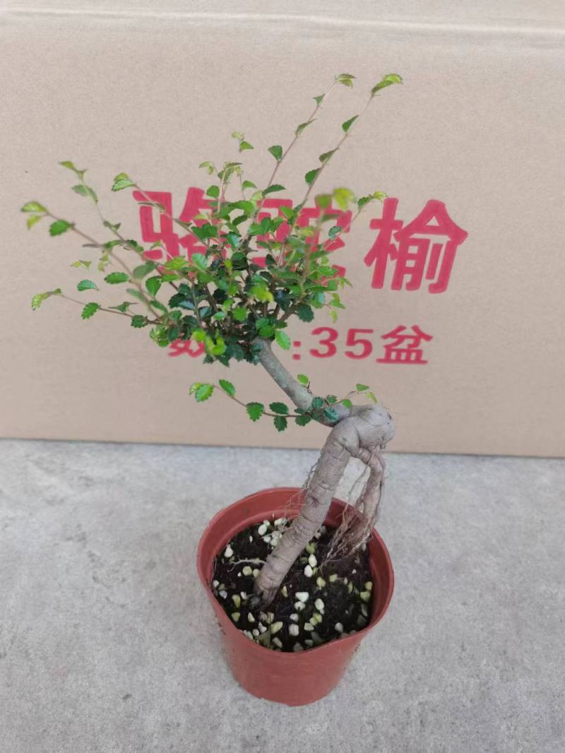 榆树造型绿植盆栽基地直销一件起发货靓造型美