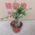 榆树造型绿植盆栽基地直销一件起发货靓造型美