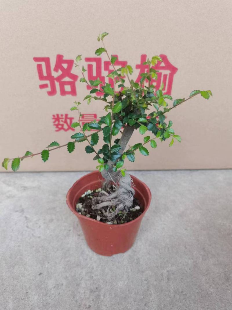 榆树造型绿植盆栽基地直销一件起发货靓造型美